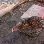 Golden Laced Wynodotte pure bred hens