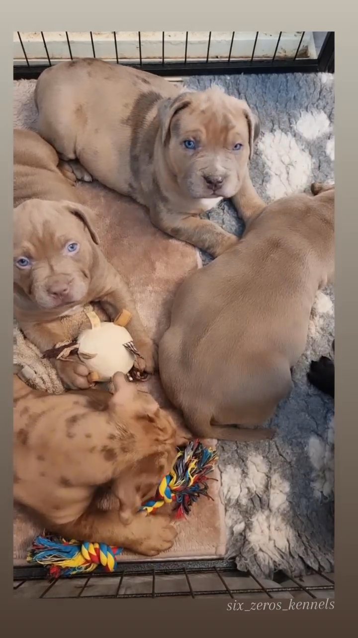 Blue bandog puppies for hot sale sale