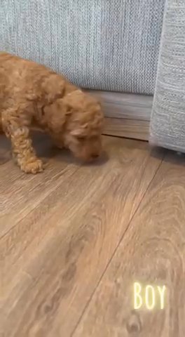 toy poodle puppies for sale in north yorkshire