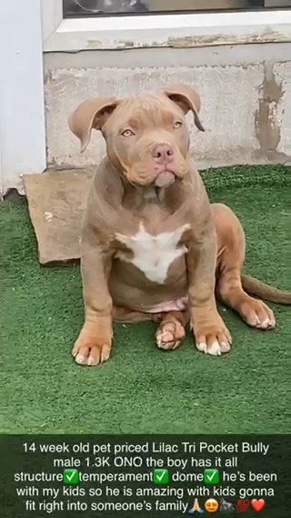 Lilac tri store bully for sale