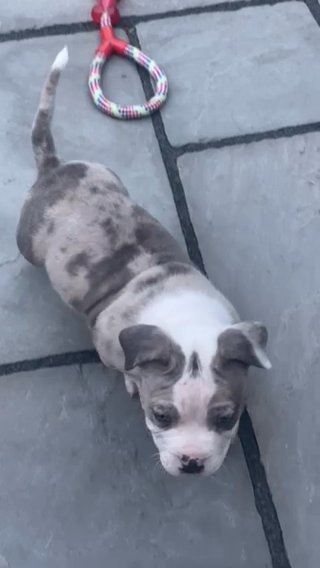 Merle bully hot sale for sale