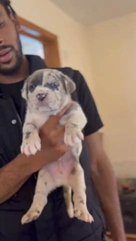 American Bandog Puppy’s in London for sale - Camlist UK