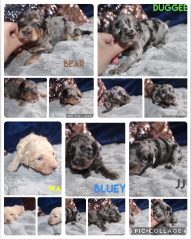 Blue merle store cockapoo for sale