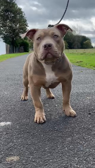 Pocket bulldog best sale for sale