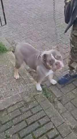 Lilac tri olde english bulldogge fashion