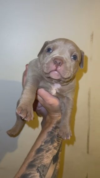 American Bully for sale Camlist UK