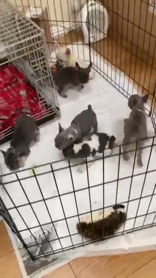 Frenchies for Sale